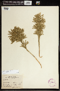 Dendrolycopodium obscurum image