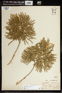 Dendrolycopodium obscurum image