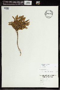 Dendrolycopodium obscurum image