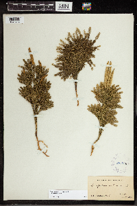 Dendrolycopodium obscurum image