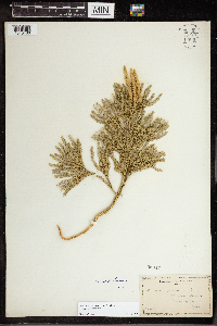 Dendrolycopodium obscurum image
