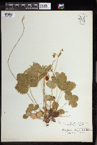 Fragaria virginiana image