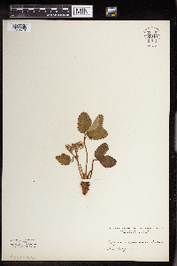 Fragaria virginiana image