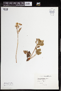 Fragaria virginiana image