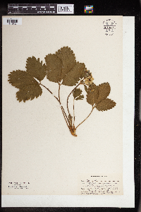 Fragaria virginiana image