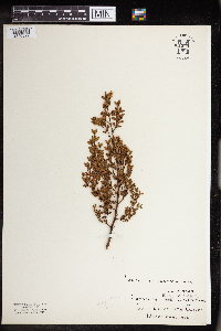Larrea tridentata image