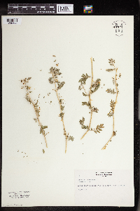 Tribulus terrestris image