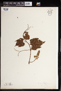 Vitis vulpina image