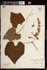 Image Associated With the Occurrence