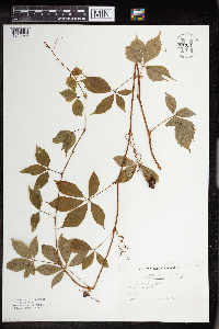 Parthenocissus quinquefolia image