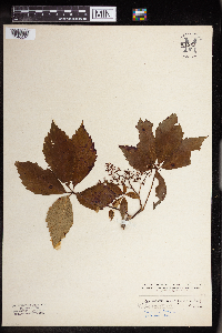 Parthenocissus quinquefolia image