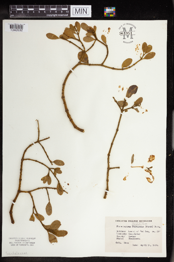 Phoradendron leucarpum image