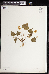 Viola pubescens image