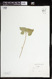 Viola pubescens image