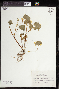 Viola pubescens image