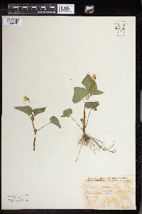 Viola pubescens image