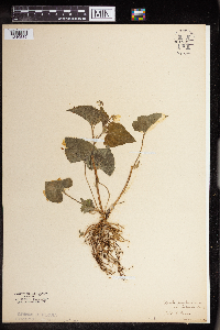 Viola pubescens image