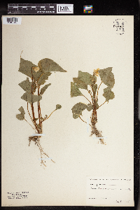 Viola pubescens image
