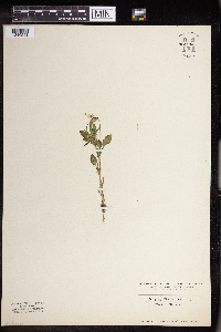 Image Associated With the Occurrence