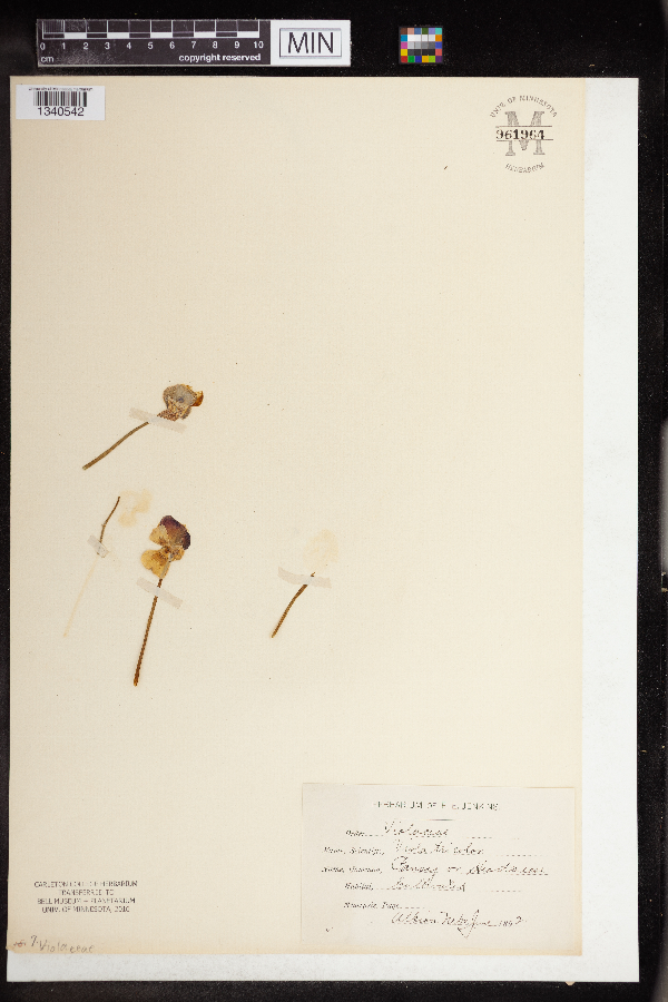 Viola tricolor var. tricolor image