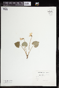 Viola sororia image