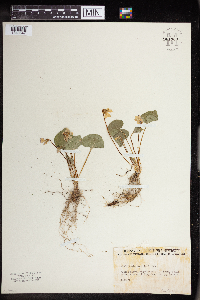 Viola sororia image