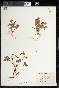Viola sagittata image