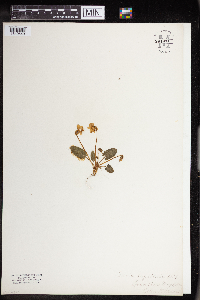 Viola sagittata image