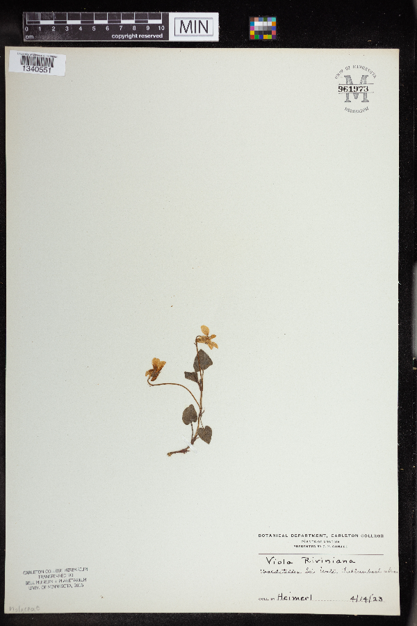 Viola riviniana image