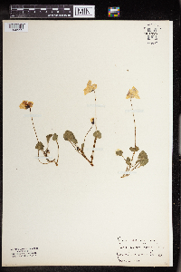 Viola pedunculata image