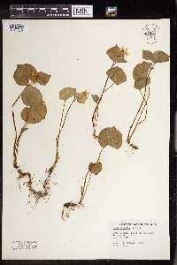 Image of Viola glabella