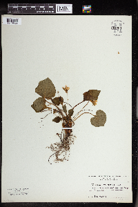 Image Associated With the Occurrence