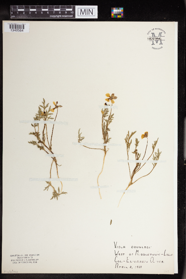 Viola douglasii image