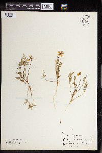Image of Viola douglasii