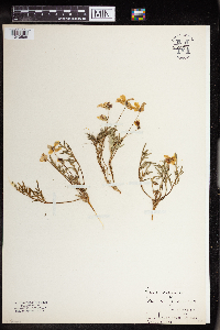 Viola douglasii image