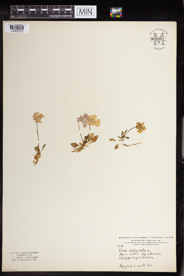 Viola calcarata image