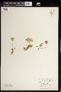Image of Viola calcarata
