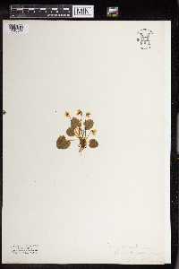 Thumbnail image of current specimen