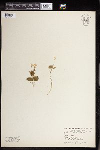 thumbnail image of current specimen