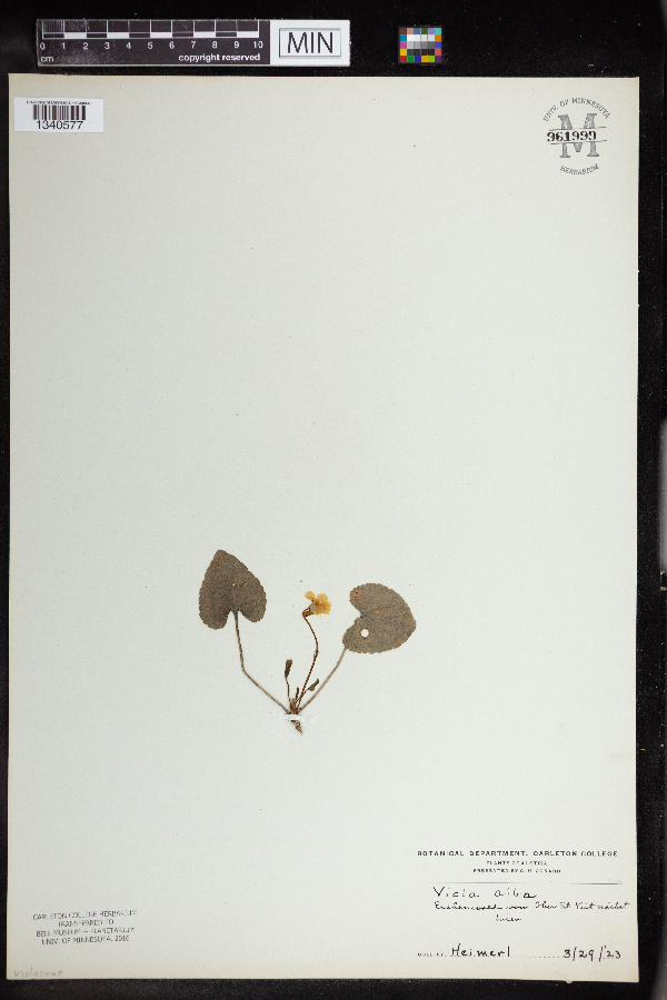 Viola alba image