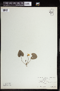 Image of Viola alba