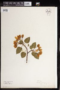 Malus prunifolia image
