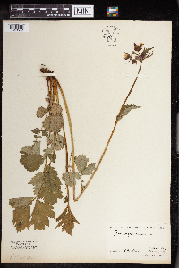 Geum virginianum image