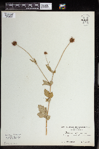 Geum urbanum image