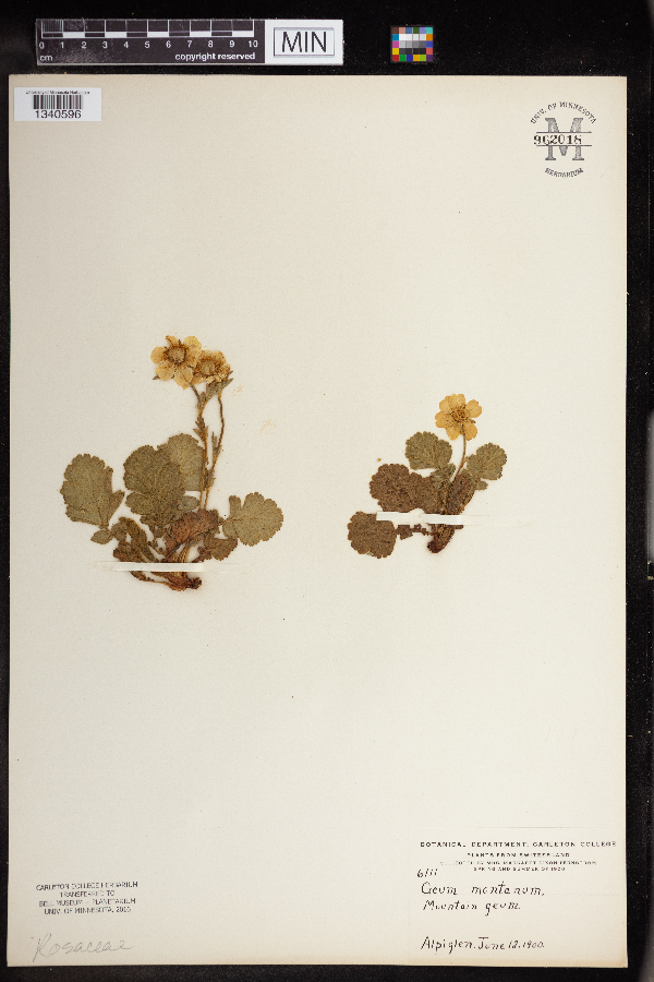 Geum montanum image