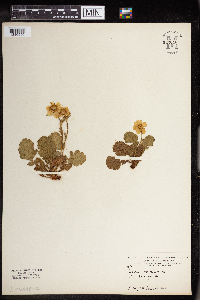Image of Geum montanum