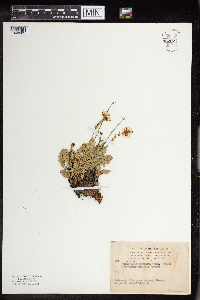Geum rossii image