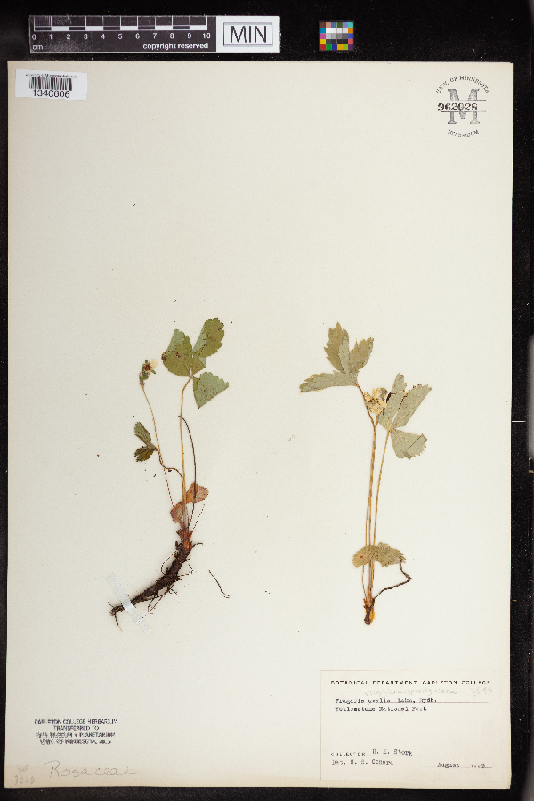 Fragaria virginiana subsp. virginiana image