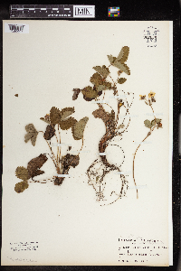 Fragaria vesca image