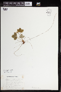 Fragaria virginiana image